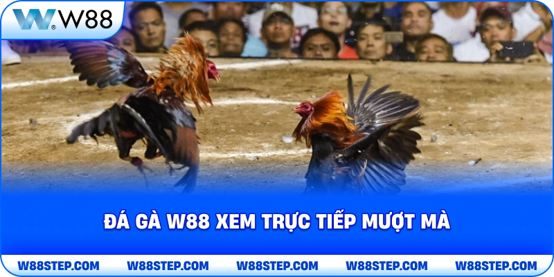 Đá Gà W88 xem trực tiếp mượt